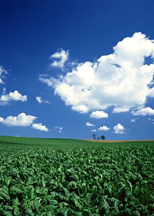 永代供養を東京でお考え中の方へ